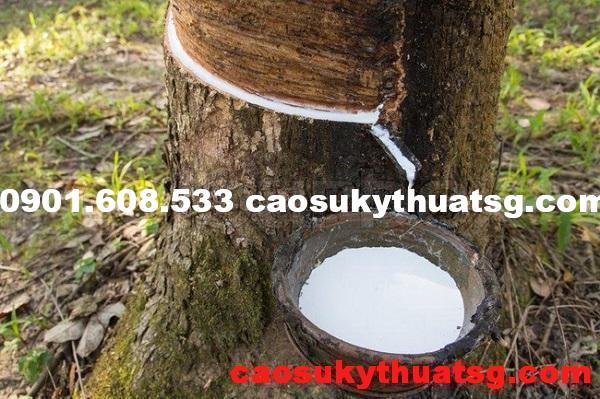 rạch cây cao su lấy mủ, nguồn của cao su tự nhiên